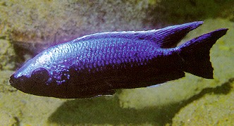 Copadichromis trewavasae, male, photo by Ad Konings,
from Konings (1999), used by permission