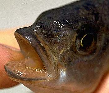 Corematodus taeniatus (jaws and dentition); photo copyright © 1997 by M. K. Oliver