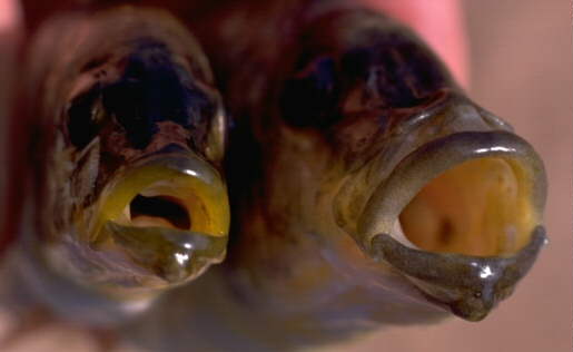 Heads of two Naevochromis chrysogaster, photo
copyright © by M.K. Oliver