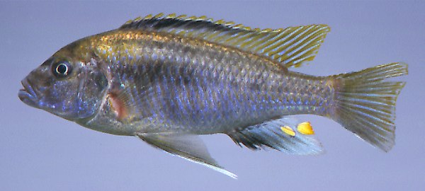 Cyathochromis obliquidens,
photo copyright © by M. K. Oliver