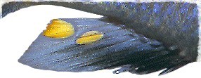Anal fin of male Cyathochromis obliquidens, example of Mbuna flock
