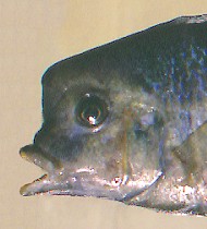 C. moorii, head variation; photo © 2001 by M. K. Oliver