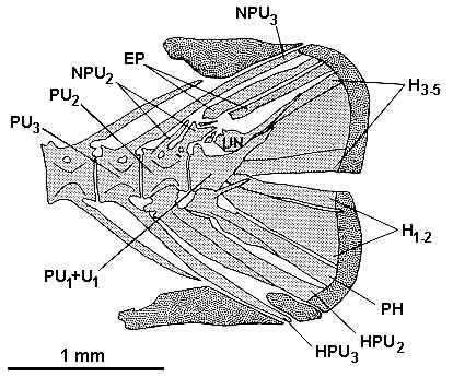 Caudal skeleton of
Cyrtocara moorii from Lake Malawi