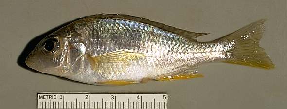 Otopharynx decorus. Photo copyright © 1997 by M. K. Oliver