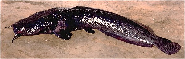 Bathyclarias foveolatus,
an endemic deepwater clariid
found in Lake Malawi; photograph copyright © 1999
by M. K. Oliver