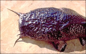 Head of Bathyclarias foveolatus,
an endemic deepwater clariid
found in Lake Malawi; photograph copyright © 1999
by M. K. Oliver