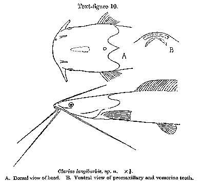 Bathyclarias longibarbis, a clariid catfish
found in Lake Malawi; illustration from Worthington (1933)