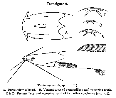 Bathyclarias nyasensis, a clariid catfish
found in Lake Malawi; illustration from Worthington (1933)