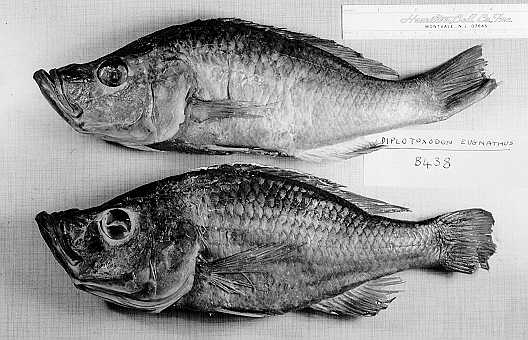 Diplotaxodon greenwoodi, uncatalogued BMNH specimens. Photo © 1997 by M. K. Oliver.