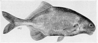 Hippopotamyrus discorhynchus, a mormyrid
found in Lake Malawi; illustration from Jubb (1967), used by permission
of A. A. Balkema Publishers