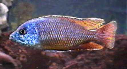 Protomelas taeniolatus `red empress,`
photo © by Vincent Guarno, used with permission