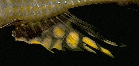 Mchenga conophoros, anal fin; photo by M.K. Oliver