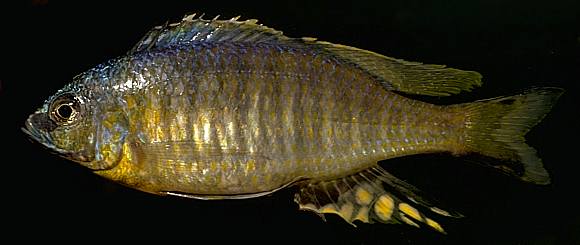 Mchenga conophoros; photo by M.K. Oliver