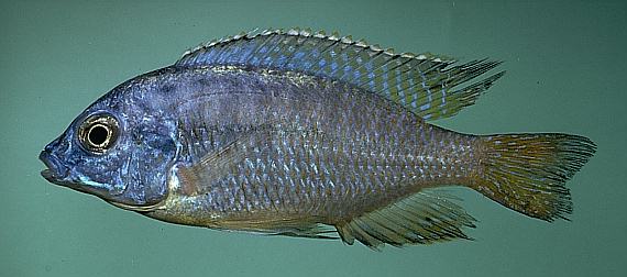 Protomelas cf. fenestratus, photo copyright © 1997 by M. K. Oliver
