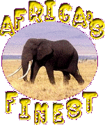 AfricanHerd.com