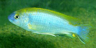Gephyrochromis lawsi,
photo by Ad Konings