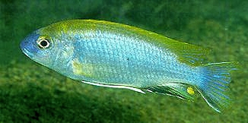 Gephyrochromis lawsi. Photo © Ad Konings