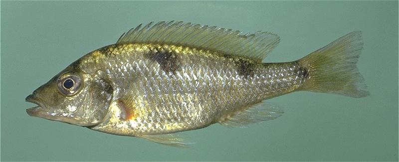 Hemitilapia oxyrhynchus, photo copyright © by M. K. Oliver