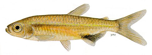 Hemigrammopetersius barnardi, an alestiid characin
found in Lake Malawi; illustration from Skelton (1993), used by permission
of P.H. Skelton