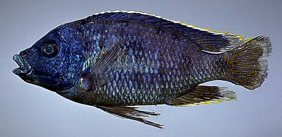 Otopharynx heterodon, photo copyright © 1997 by M. K. Oliver