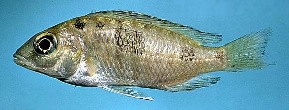 Otopharynx heterodon, photo copyright © 1997 by M. K. Oliver