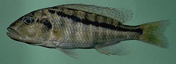 Buccochromis heterotaenia, photo by M.K. Oliver