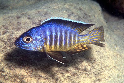 Aulonocara hueseri,
photo by Ad Konings as seen at The Cichlid Exchange, used by permission