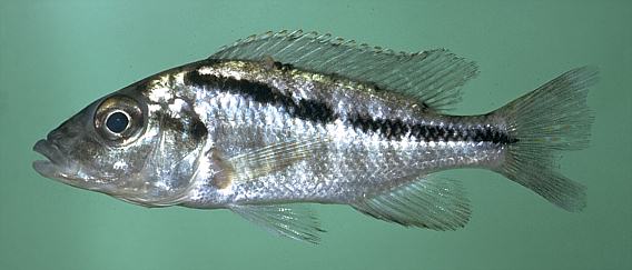 Mylochromis incola, photo copyright © by M. K. Oliver
