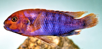 Iodotropheus sprengerae. Photo © by M.K. Oliver
