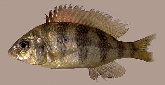 Placidochromis johnstoni, photo copyright © by M. K. Oliver