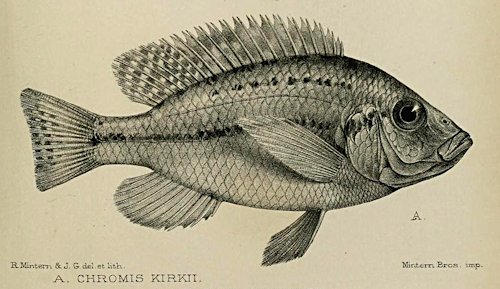 Protomelas kirkii, drawing from the original description of Günther (1894)