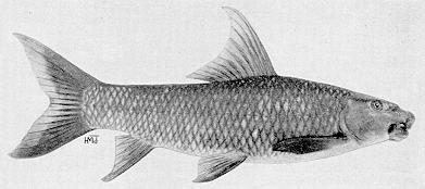 Labeo cylindricus, a cyprinid
found in Lake Malawi; black & white illustration from Jubb (1967),
used by permission of A. A. Balkema Publishers