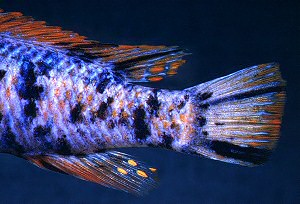 Labeotropheus trewavasae, OB male `marmalade cat; photo © M.K. Oliver