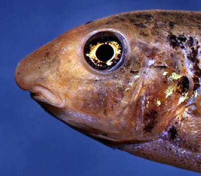 Labeotropheus trewavasae, head; photo copyright © by M.K. Oliver