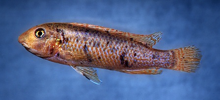 Labeotropheus trewavasae, OB, sex uncertain; photo © M.K. Oliver
