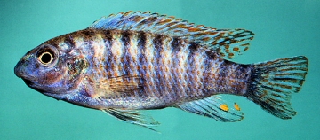Labeotropheus fuelleborni. Photo © by M.K. Oliver