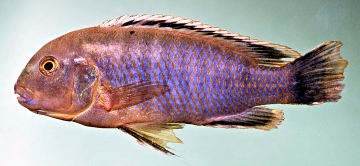 Labidochromis heterodon. Photo © by M.K. Oliver
