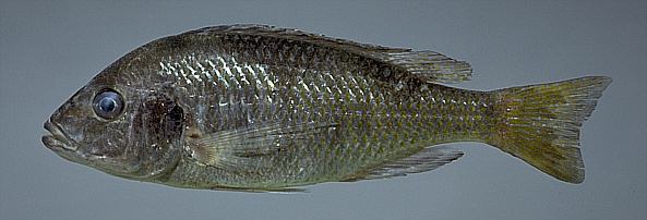 Trematocranus labifer, photo copyright © by M. K. Oliver