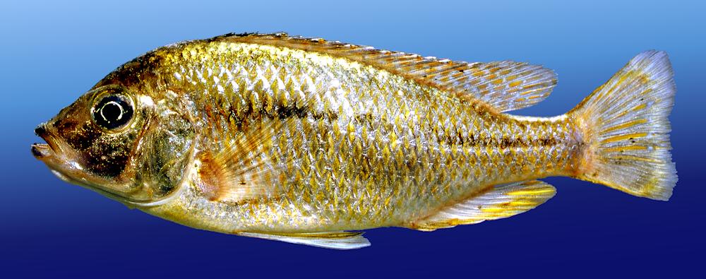 Protomelas labridens, photo copyright © by M. K. Oliver