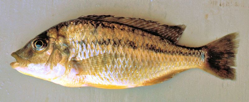 Protomelas labridens, photo copyright © by M. K. Oliver, Ph.D.