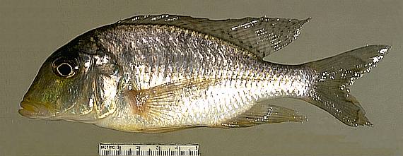 Taeniolethrinops laticeps, female, photo copyright © by M. K. Oliver