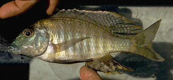 Taeniolethrinops laticeps, male, photo copyright © by M. K. Oliver