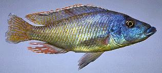 Mylochromis lateristriga, photo
by M. K. Oliver