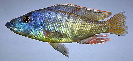 Mylochromis lateristriga, photo copyright © by M. K.
Oliver