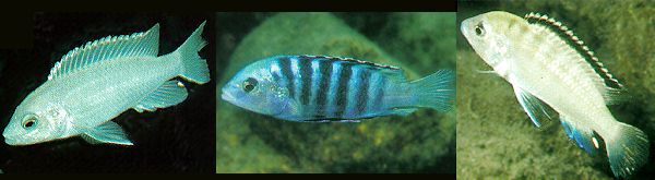 3 photos of Labidochromis caeruleus color
variations by Ad Konings