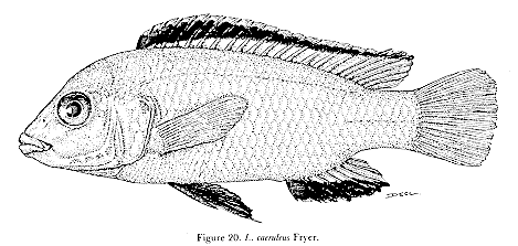 Drawing of Labidochromis caeruleus, from Lewis
(1982)