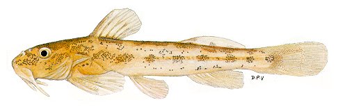 Zaireichthys cf. dorae, an amphiliid catfish resembling a species
found in Lake Malawi; illustration from Skelton (1993), used by permission of P.H. Skelton