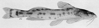 Zaireichthys rotundiceps, an amphiliid catfish;
a near relative of the endemic Z. lacustris
found in Lake Malawi; illustration from Jubb (1967), used by
permission of A. A. Balkema Publishers