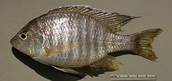 Lethrinops sp. B, photo copyright © by M. K. Oliver