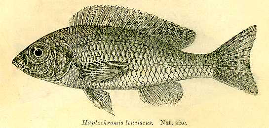 Nyassachromis leuciscus, from Regan (1922)